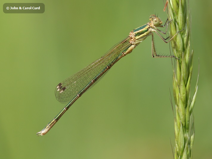 J18_0756 Lestes barbarus male.JPG